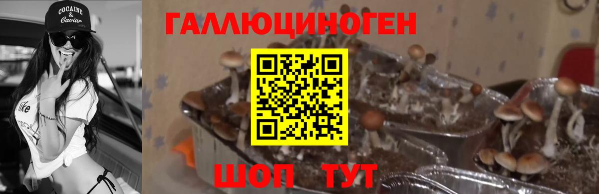Галлюциногенные грибы мицелий Богородск
